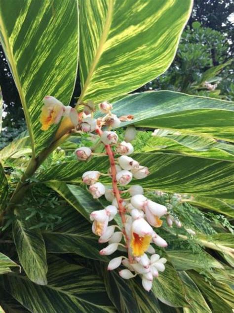 花葉萬年青開花|花葉萬年青會開花嗎？你有見過沒？